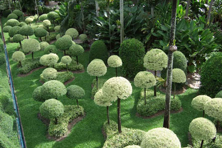 vuon hoa nhiet doi thai lan